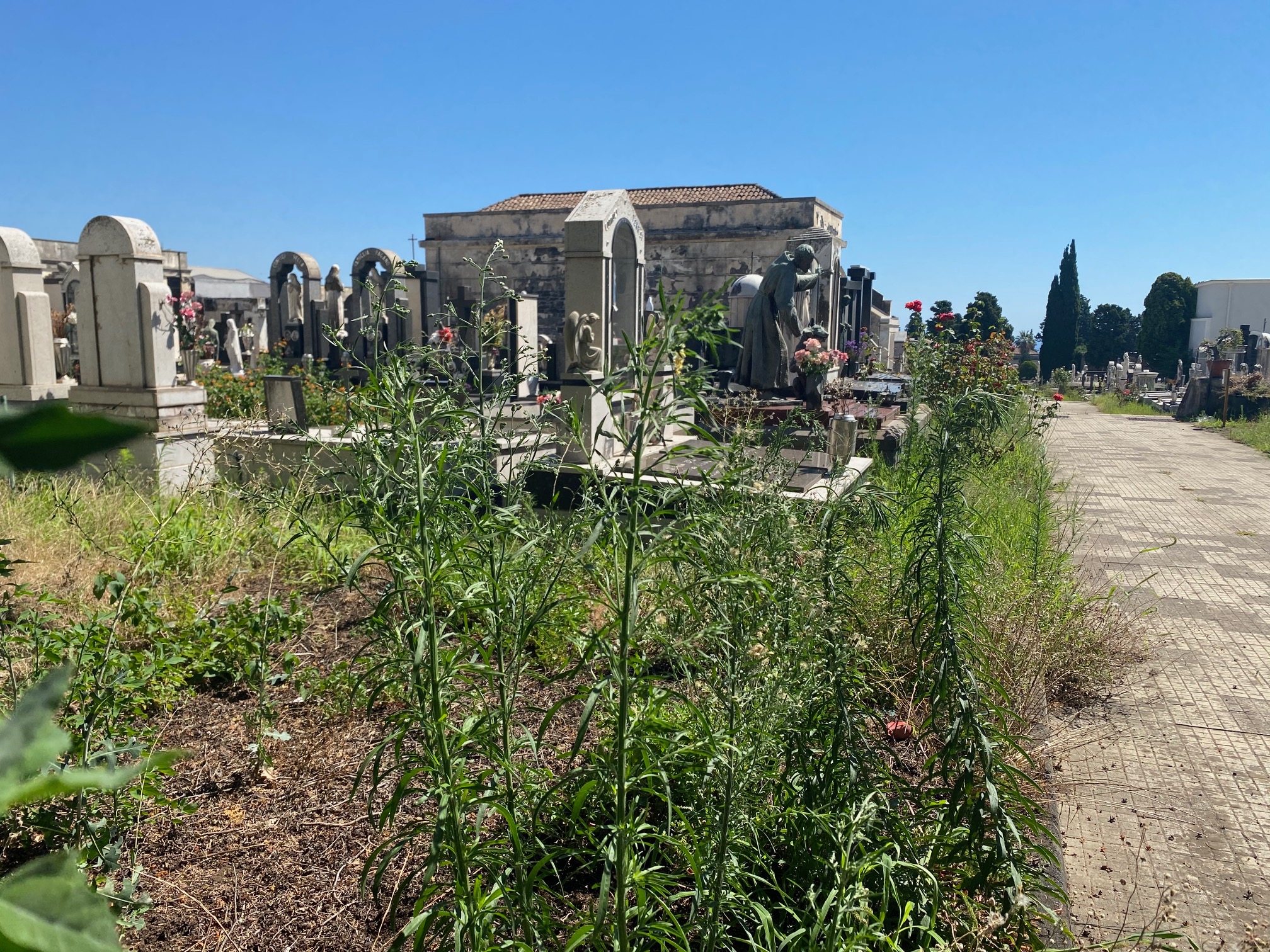 Sterpaglie al cimitero di Giarre